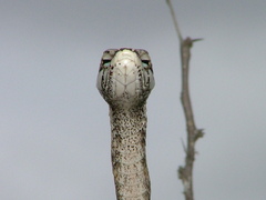 Thelotornis capensis