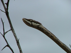 Thelotornis capensis