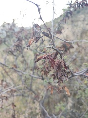 Mimosa aculeaticarpa