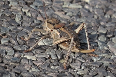Hetrodes pupus