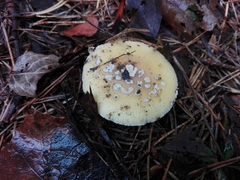 Amanita junquillea