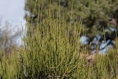 Ephedra viridis