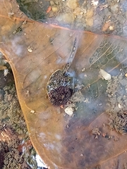 Duttaphrynus melanostictus