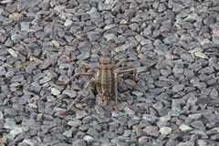 Hetrodes pupus