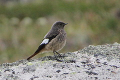 Phoenicurus erythrogastrus