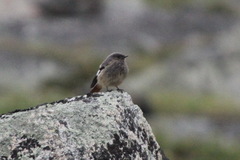 Phoenicurus erythrogastrus