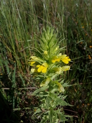 Bellardia viscosa