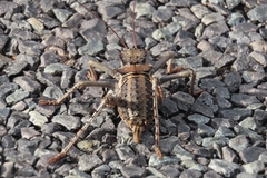 Hetrodes pupus