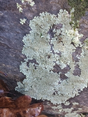 Flavoparmelia baltimorensis