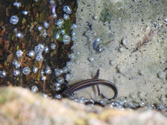 Eurycea guttolineata