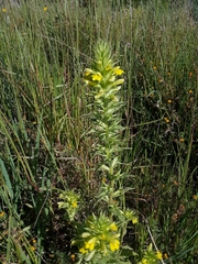 Bellardia viscosa