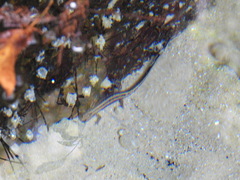 Eurycea guttolineata