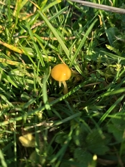 Gliophorus psittacinus