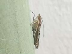 Nomophila