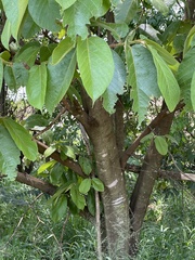 Apeiba tibourbou