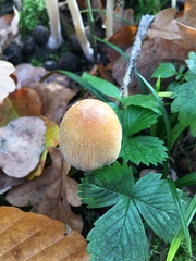 Coprinellus micaceus