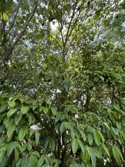 Apeiba tibourbou