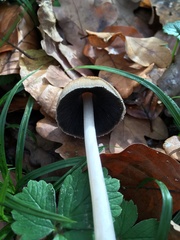 Coprinellus micaceus