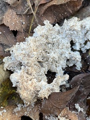Didymium mucilago