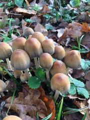 Coprinellus micaceus
