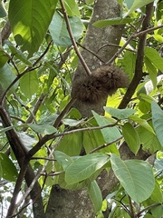 Apeiba tibourbou