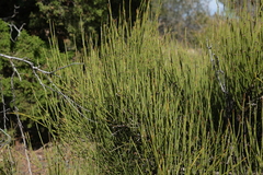 Ephedra viridis