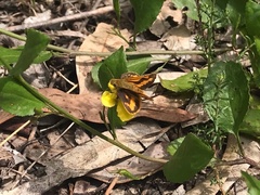 Ocybadistes walkeri sothis