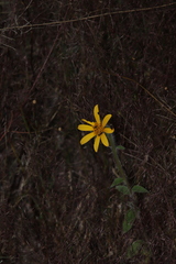Tithonia