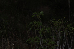Pittocaulon praecox