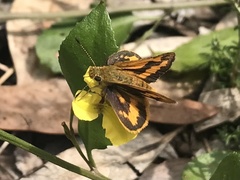 Ocybadistes walkeri sothis