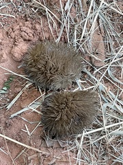 Apeiba tibourbou