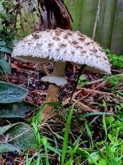 Chlorophyllum rhacodes