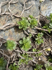 Haplopappus foliosus