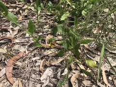 Ocybadistes walkeri sothis