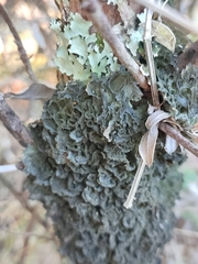 Leptogium brebissonii