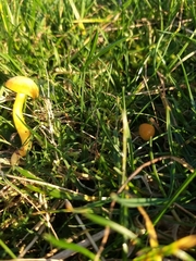 Gliophorus psittacinus