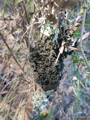 Leptogium brebissonii