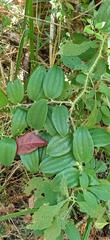 Smilax horridiramula