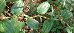 Smilax horridiramula