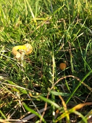 Gliophorus psittacinus