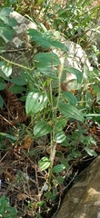 Smilax horridiramula