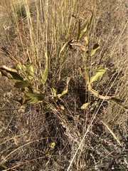 Asclepias hallii