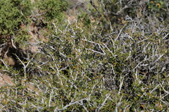 Cercocarpus intricatus