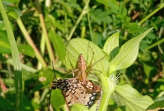 Oxyopes lineatus