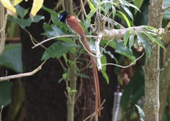 Terpsiphone viridis granti