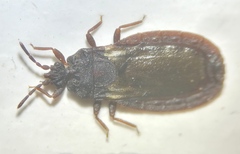 Aneurus avenius