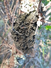 Leptogium brebissonii