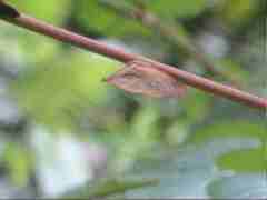 Lycoderides marginalis