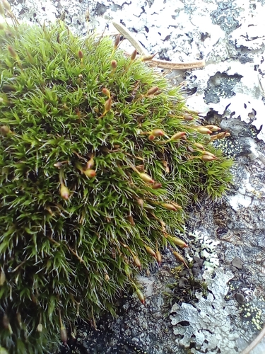 Grimmia longirostris