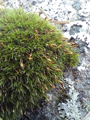Grimmia longirostris